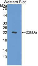REV1 Antibody (10#)
