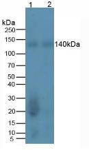 REV1 Antibody (10#)