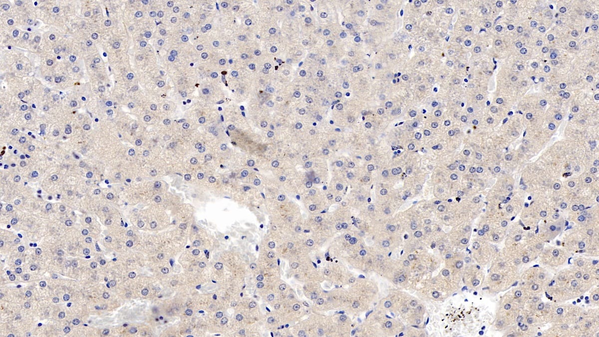 Wnt-4 Antibody (C1)