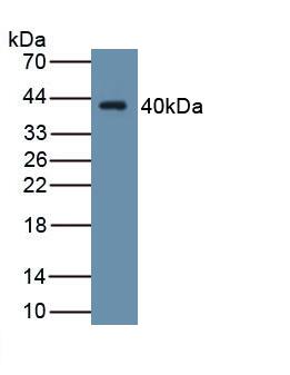 Wnt-4 Antibody (C1)