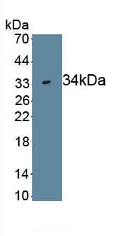 Wnt-7b Antibody (C4)