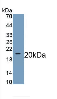 Wnt-11 Antibody (C4)