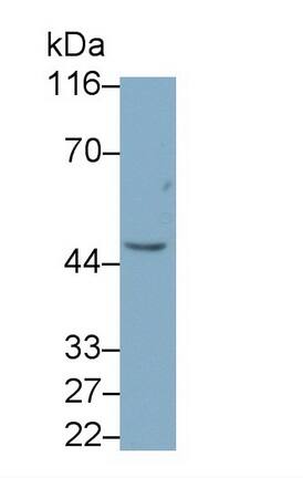 Peptidase Inhibitor 16/PI16 Antibody (C7)