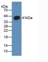 Wnt-3a Antibody (C2)