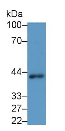 Wnt-3a Antibody (C2)