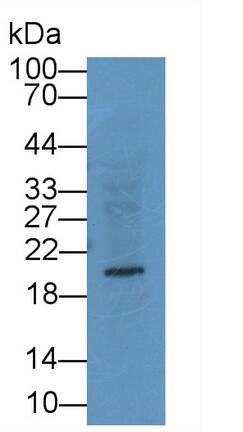 Relaxin-3 Antibody (D3)