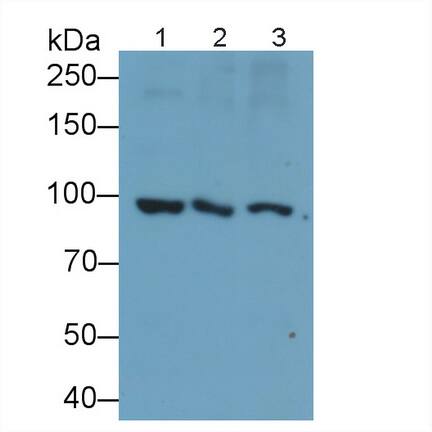 PCDHB14 Antibody