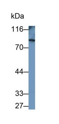 PDE4B Antibody (C1)