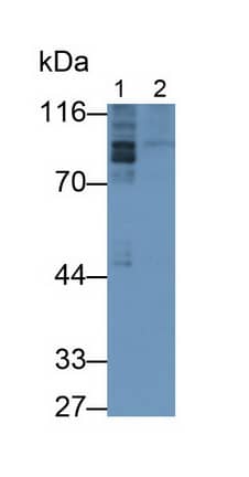 PDE4B Antibody (C10)