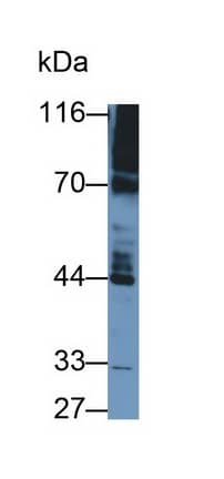 PDE4B Antibody (C12)