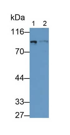 PDE4B Antibody (C4)