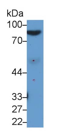 Afamin Antibody (C12)