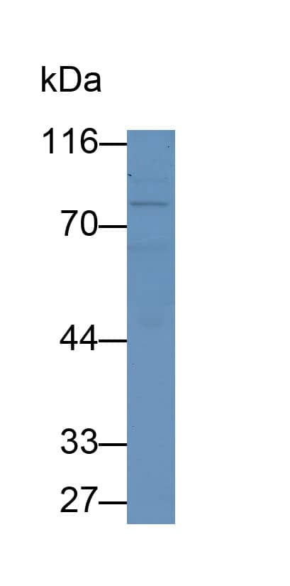 MxA/Mx1 Antibody (C10)