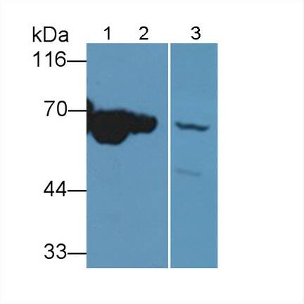 MT-ND5 Antibody