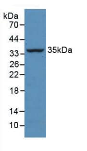 Caspase-13 Antibody (2#)