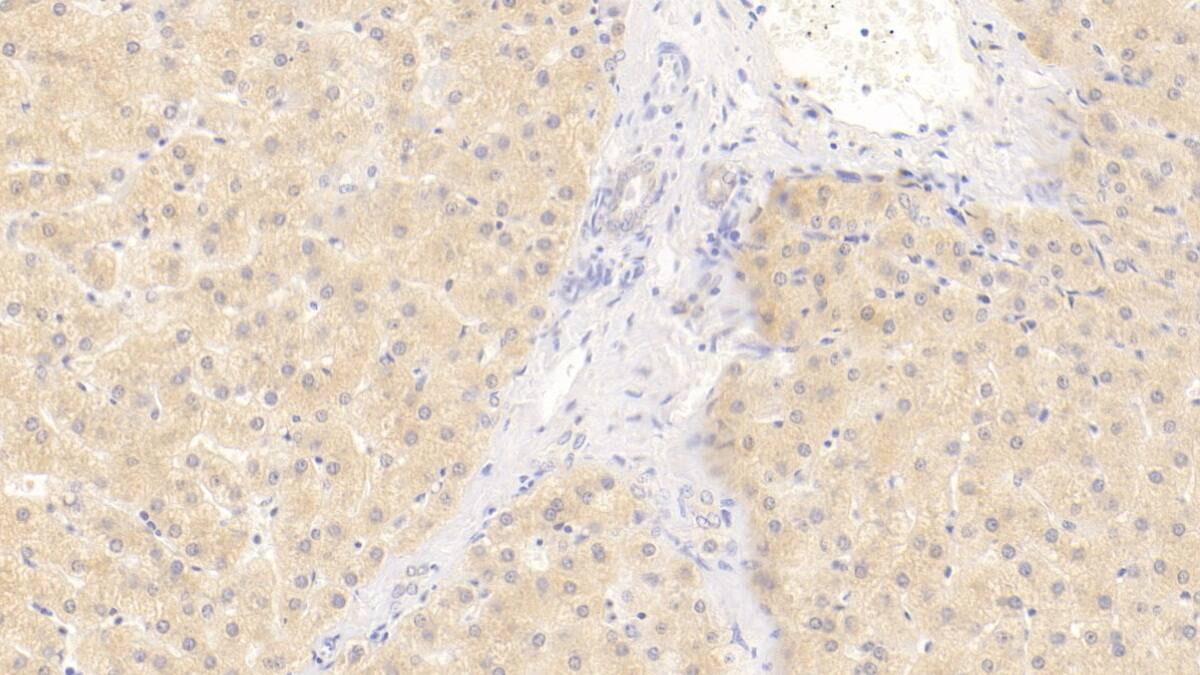 Wnt-11 Antibody (D6)