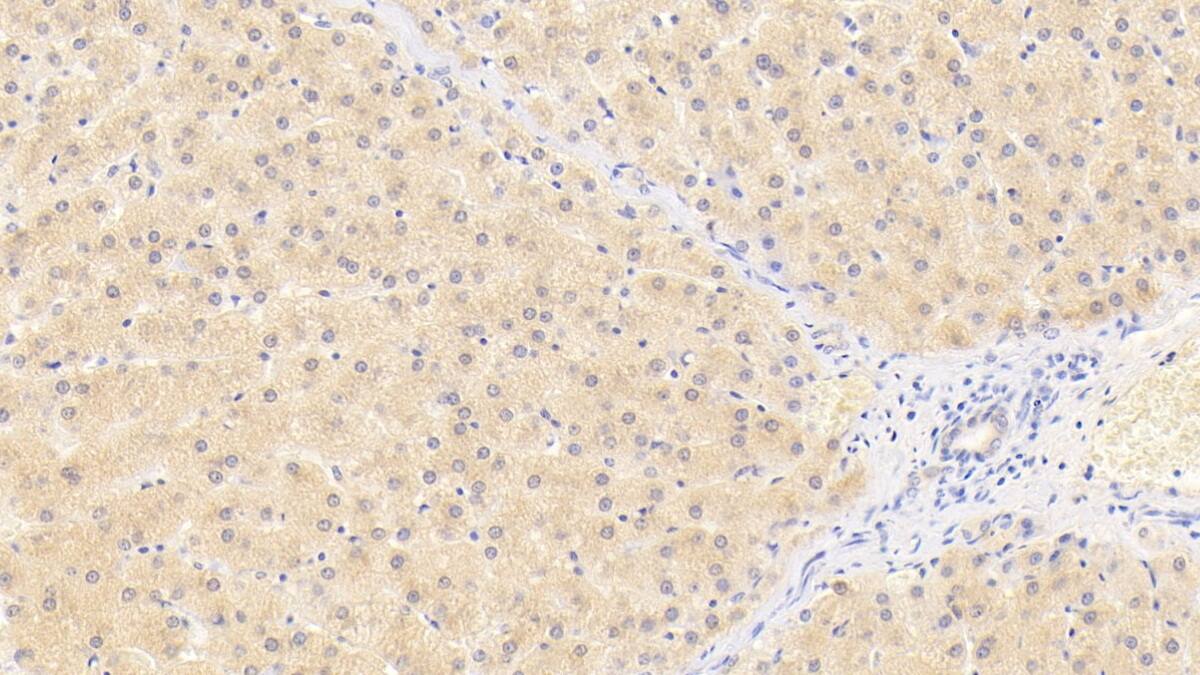 Wnt-11 Antibody (D8)