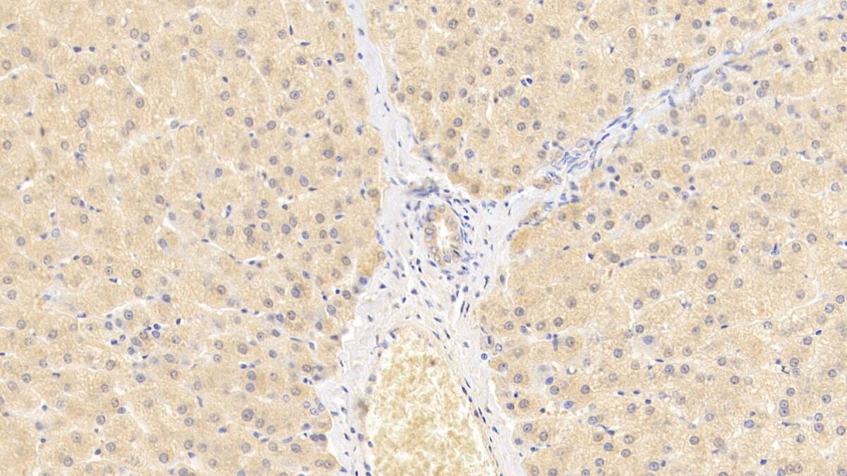 Wnt-11 Antibody (D10)