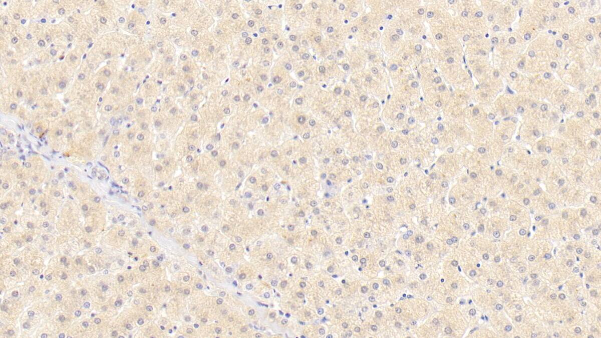 Wnt-11 Antibody (D11)