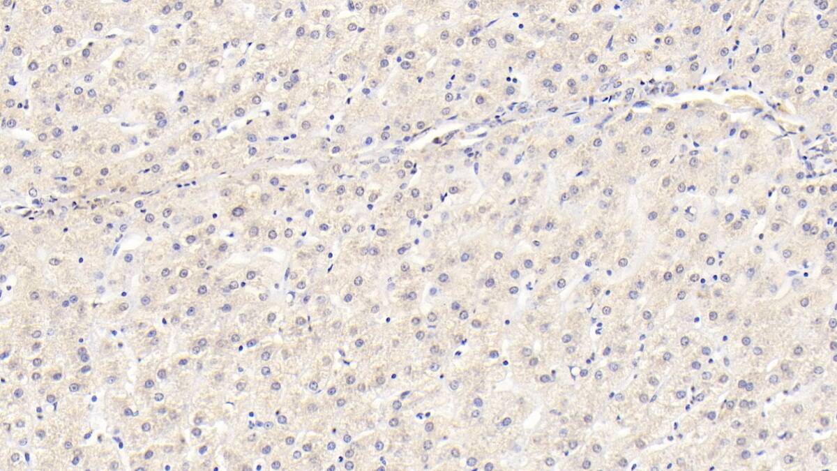 Wnt-11 Antibody (D13)