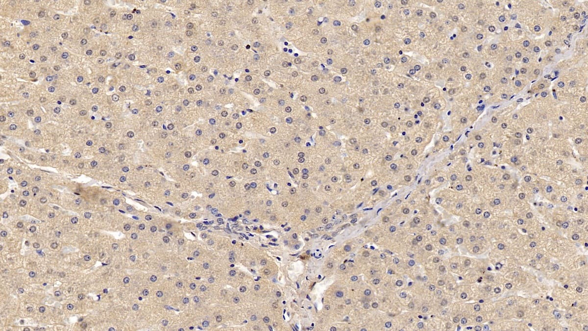 Wnt-4 Antibody (C2)