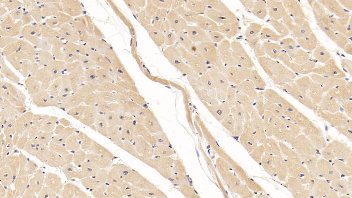 Wnt-4 Antibody (D11)