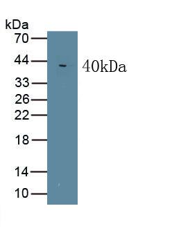 Wnt-5a Antibody (C3)