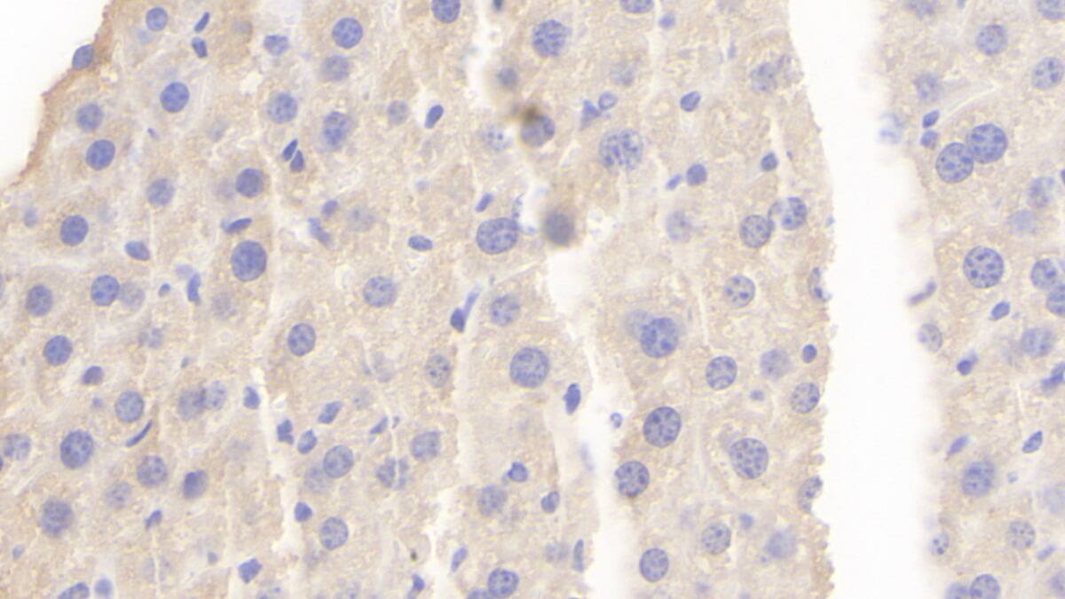 Protocadherin-18 Antibody