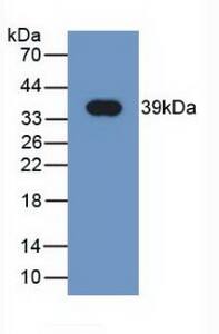 NRG4 Antibody (C2)