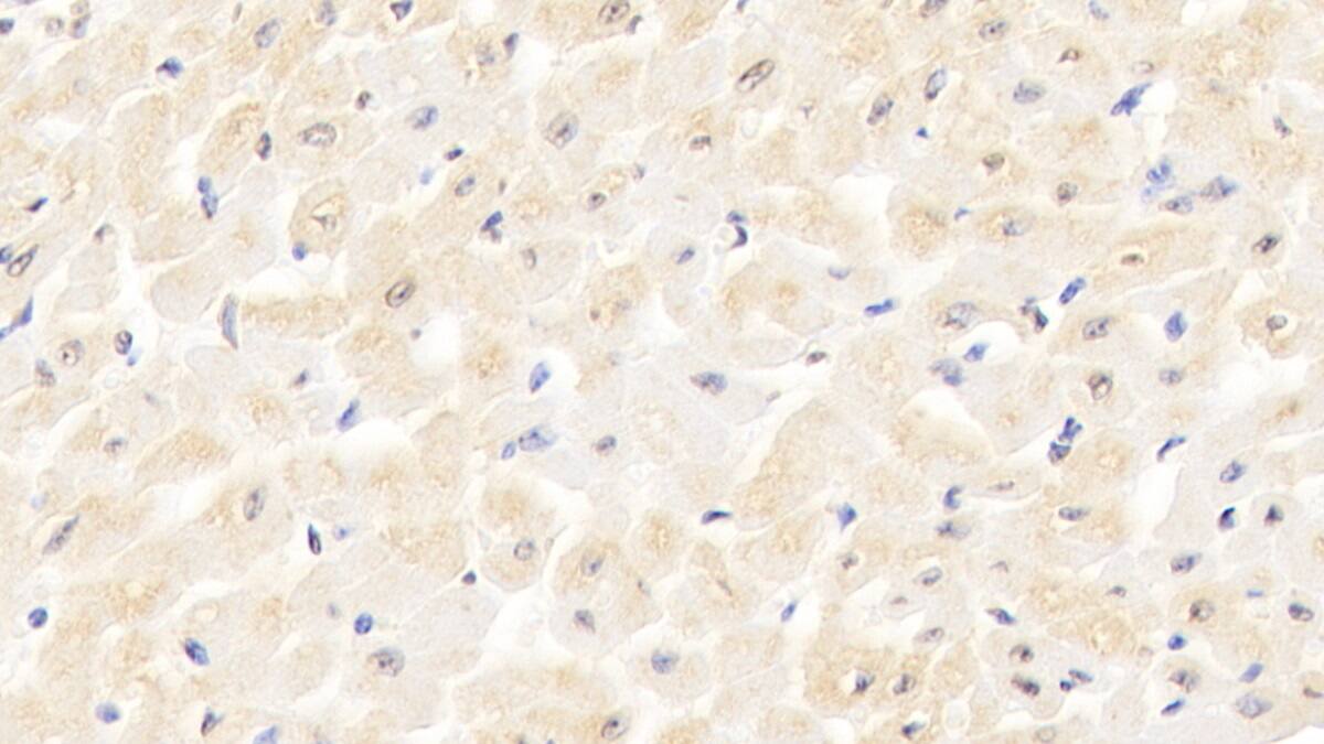 BMP-3 Antibody (C2)