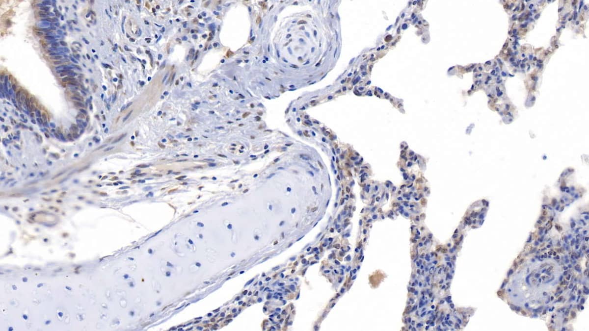 Asprosin Antibody