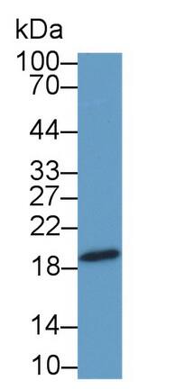 C1orf194 Antibody