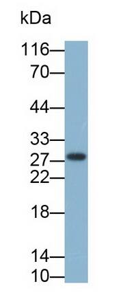 EPDR1 Antibody (C12)