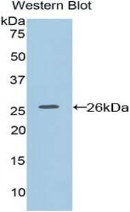 HAP40 Antibody