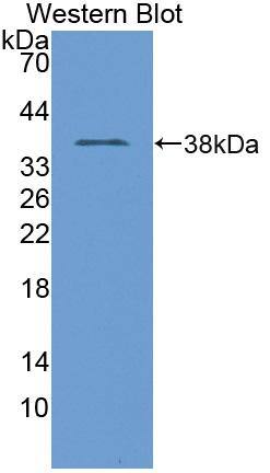 TNP1 Antibody