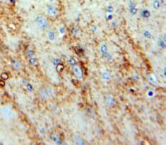 Neuromedin S Antibody