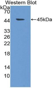 Neuromedin S Antibody