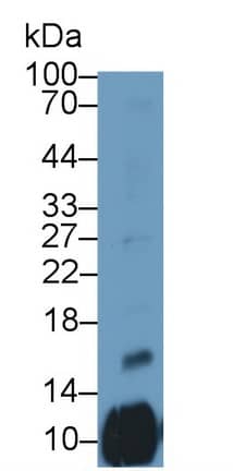 CXCL4L1 Antibody