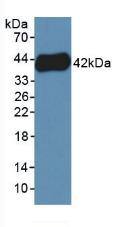 CXCL4L1 Antibody