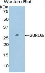 HLA-E Antibody