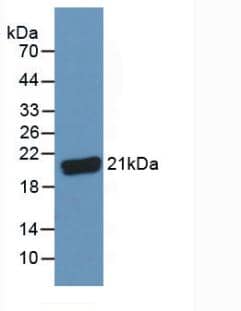 C8G Antibody