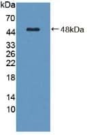C8G Antibody