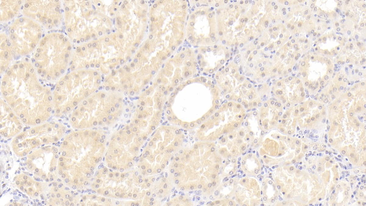 C8G Antibody