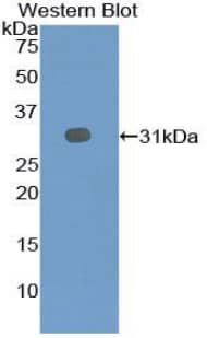 EBF-2 Antibody