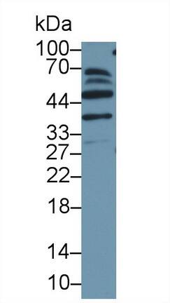 EMP/MAEA Antibody
