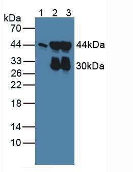 actin, gamma 2 Antibody