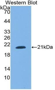 SNRPC Antibody
