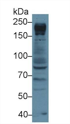 NUP205 Antibody