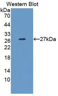 MMP21 Antibody