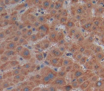 MMP21 Antibody
